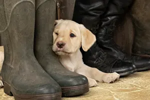 Riding: DOG. Labrador Retiever, 8 weeks old puppy, yellow