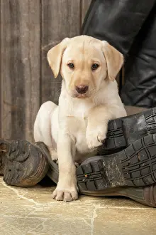 Riding: DOG. Labrador Retiever, 8 weeks old puppy, yellow