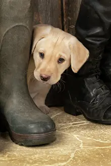 Riding: DOG. Labrador Retiever, 8 weeks old puppy, yellow