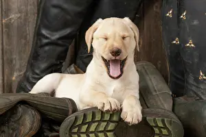 Riding: DOG. Labrador Retiever, 8 weeks old puppy, yellow