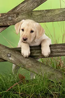Gate: DOG. Labrador Retiever, 8 weeks old puppy, (Yellow