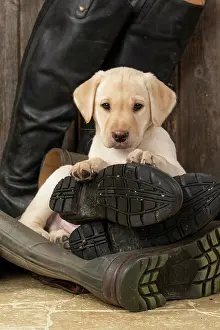 Riding: DOG. Labrador Retiever, 8 weeks old puppy, yellow