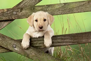 Gate: DOG. Labrador Retiever, 8 weeks old puppy, (Yellow