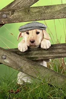 Flat: DOG. Labrador Retiever, 8 weeks old puppy, (Yellow