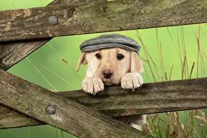 Flat: DOG. Labrador Retiever, 8 weeks old puppy, (Yellow
