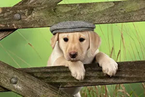 Flat: DOG. Labrador Retiever, 8 weeks old puppy, (Yellow