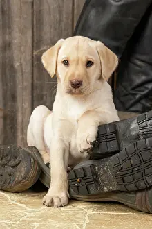 Riding: DOG. Labrador Retiever, 8 weeks old puppy, yellow