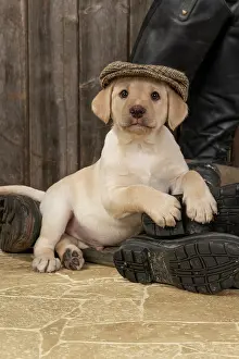 Riding: DOG. Labrador Retiever, 8 weeks old puppy, yellow