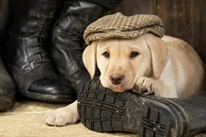 Riding: DOG. Labrador Retiever, 8 weeks old puppy, yellow