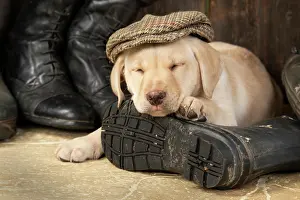 Riding: DOG. Labrador Retiever, 8 weeks old puppy, yellow