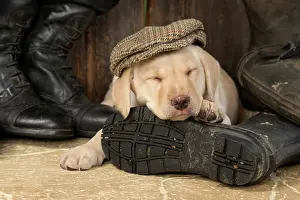 Riding: DOG. Labrador Retiever, 8 weeks old puppy, yellow