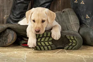Riding: DOG. Labrador Retiever, 8 weeks old puppy, yellow