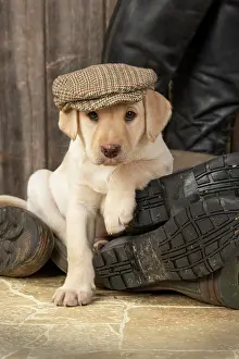 Riding: DOG. Labrador Retiever, 8 weeks old puppy, yellow