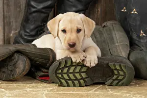 Riding: DOG. Labrador Retiever, 8 weeks old puppy, yellow
