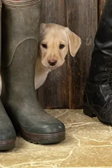 Riding: DOG. Labrador Retiever, 8 weeks old puppy, yellow