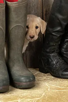 Riding: DOG. Labrador Retiever, 8 weeks old puppy, yellow