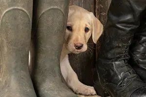 Riding: DOG. Labrador Retiever, 8 weeks old puppy, yellow