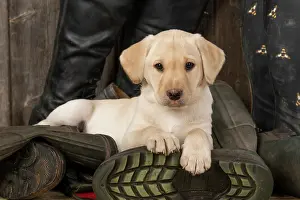 Riding: DOG. Labrador Retiever, 8 weeks old puppy, yellow