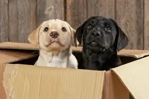Boxes: DOG. Labrador Retiever, X2, 8 weeks old puppies