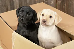 Boxes: DOG. Labrador Retiever, X2, 8 weeks old puppies