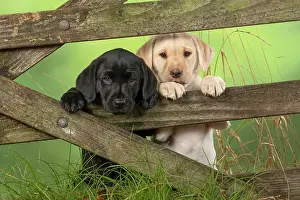 Gate: DOG. Labrador Retiever, X2, 8 weeks old puppies