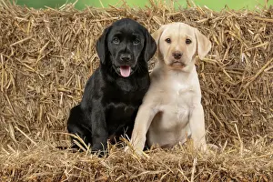 Bales: DOG. Labrador Retiever, X2, 8 weeks old puppies