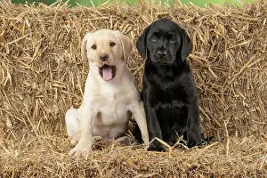 Bales: DOG. Labrador Retiever, X2, 8 weeks old puppies