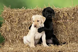 Bales: DOG. Labrador Retiever, X2, 8 weeks old puppies