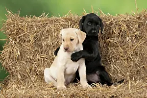 Bales: DOG. Labrador Retiever, X2, 8 weeks old puppies