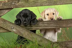 Gate: DOG. Labrador Retiever, X2, 8 weeks old puppies