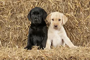 Bales: DOG. Labrador Retiever, X2, 8 weeks old puppies