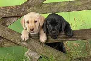Gate: DOG. Labrador Retiever, X2, 8 weeks old puppies