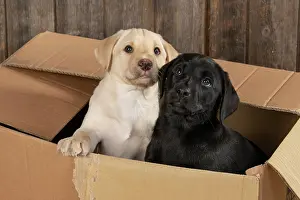 Boxes: DOG. Labrador Retiever, X2, 8 weeks old puppies