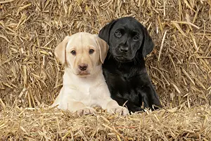 Beige: DOG. Labrador Retiever, X2, 8 weeks old puppies