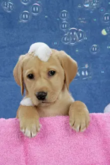 Soap: DOG. Labrador Retriever - 9 wk old puppies with
