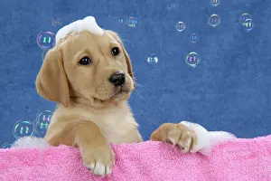 Soap: DOG. Labrador Retriever - 9 wk old puppies with