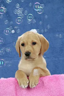 Soap: DOG. Labrador Retriever - 9 wk old puppies with