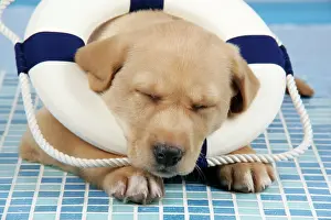 Rubber: DOG. Labrador Retriever - 9 wk old puppy asleep