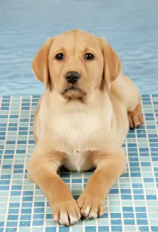 Tiles: DOG. Labrador Retriever - 9 wk old puppy lying