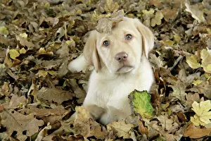 Thoughful: DOG. Labrador Retriever - 9 wk old puppy lying