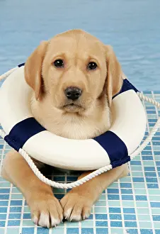 Rubber: DOG. Labrador Retriever - 9 wk old puppy wearing