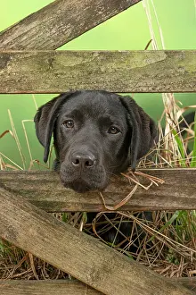Gate: DOG. Labrador Retriever, adult, black, sitting