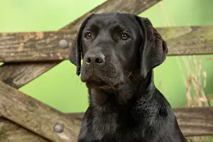 Gate: DOG. Labrador Retriever, adult, black, sitting