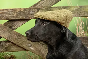 Gate: DOG. Labrador Retriever, adult, black, wearing