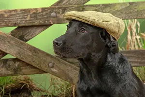 Gate: DOG. Labrador Retriever, adult, black, wearing
