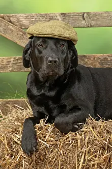 Flat: DOG. Labrador Retriever, adult, black, wearing