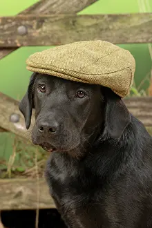 Flat: DOG. Labrador Retriever, adult, black, wearing
