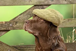 Flat: DOG. Labrador Retriever, adult, old, chocalate
