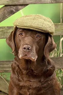 Flat: DOG. Labrador Retriever, adult, old, chocalate