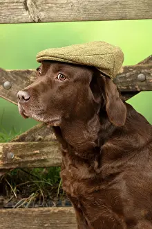 Flat: DOG. Labrador Retriever, adult, old, chocalate